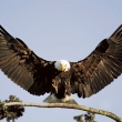 eagles1.jpg